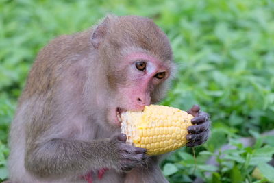 Close-up of monkey eating corn 