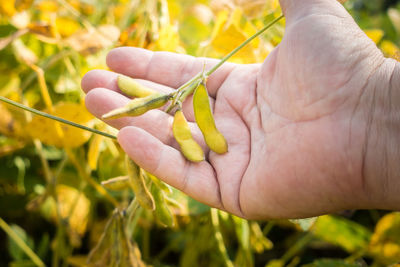 Close-up of hand holding leaf