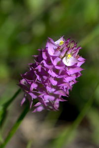Close-up of honey bee on purple flower
