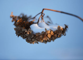 Low angle view of dried plant against clear blue sky