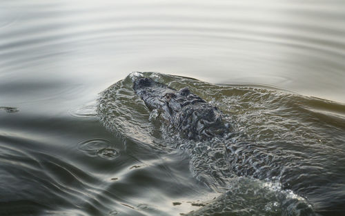 High angle view of turtle swimming in sea