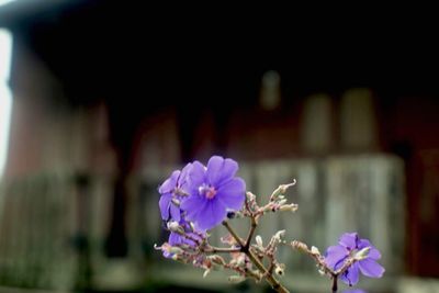 Close-up of purple flowers blooming outdoors