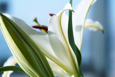 Close up view on lilium candidum flower bud in light