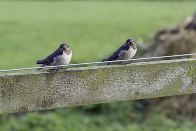 Two birds perching on wood