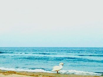 Seagull flying over sea