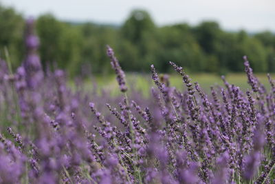 Close-up of purple flowering plants on field