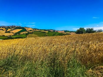 Scenic view of agricultural field against blue sky