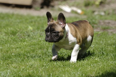 Portrait of a dog on field