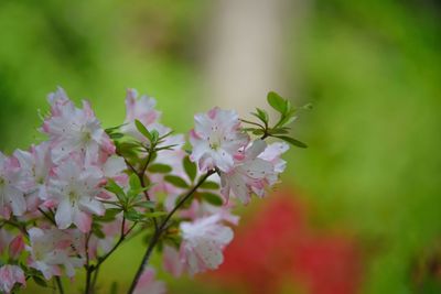 White pink korean azalea