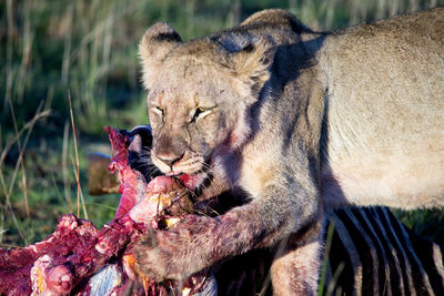 Close-up of lion eating zebra