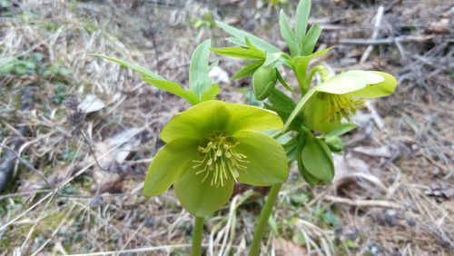 Close-up of plant