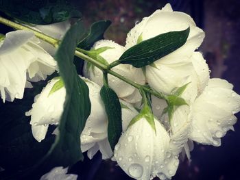 Close-up of white flower with water drops