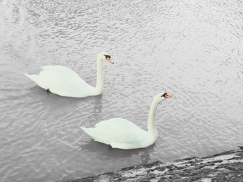 Birds in calm water