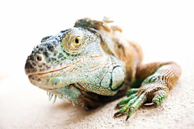 Close-up of iguana on ground