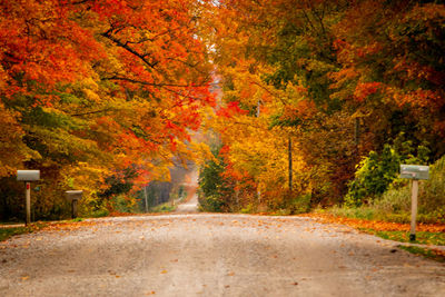 Road amidst trees in forest during autumn