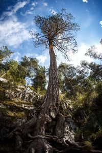 Low angle view of trees in forest against sky