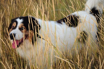 Close-up portrait of a dog