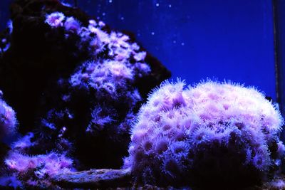 Close-up of coral underwater