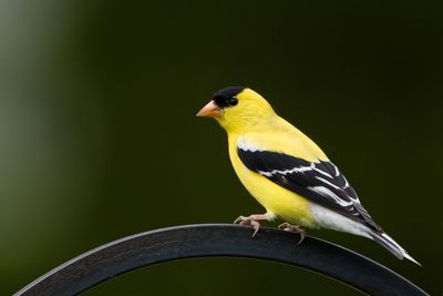 Close-up of bird perching on metal