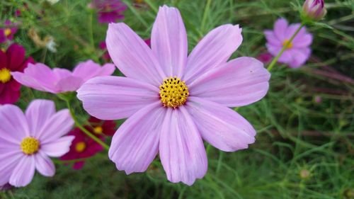 Close-up of pink cosmos flowers blooming on field