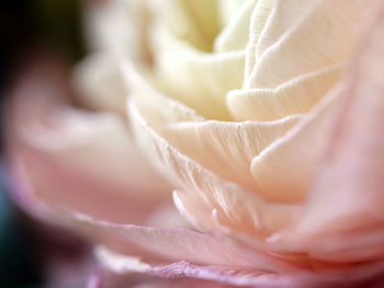 Macro shot of white rose