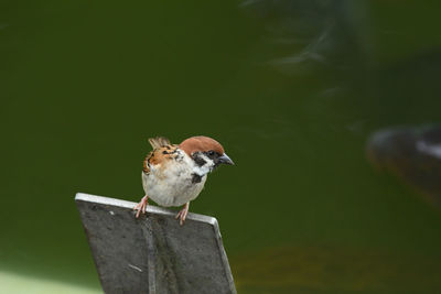 Close-up of sparrow perching