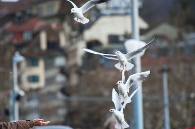 Seagulls in flight against blurred background