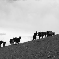 Cows walking on road against sky
