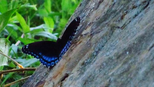 Close-up of butterfly on plant