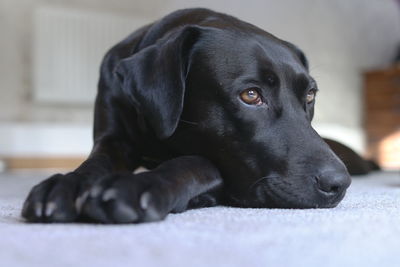 Black labrador rescue dog laying down looking cute on carpet