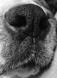 Close-up portrait of dog