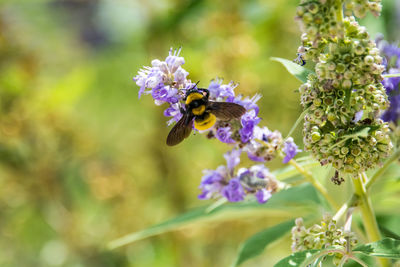 Close-up of bee on purple flowers