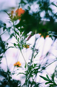Close-up of flowering plant against sky