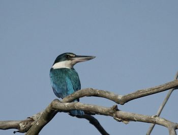Low angle view of bird perching on branch against sky