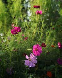 Close-up of pink cosmos flowers on field