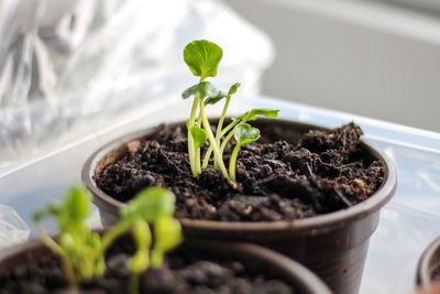 Close-up of potted plant