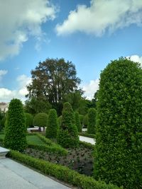 Trees in park against sky