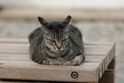 Portrait of cat sitting on wood