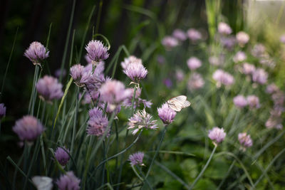 Close-up of pink flowering plants on field
