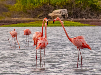 Flamingos in lake