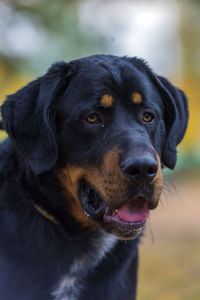 Close-up portrait of black dog