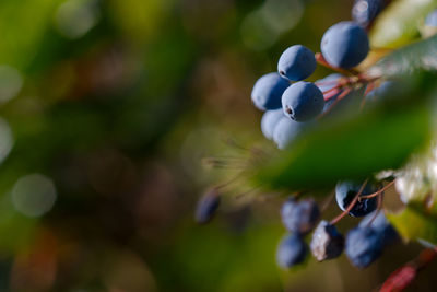 Close-up of fresh green tree