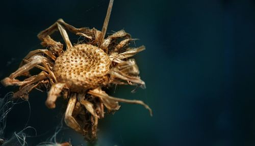 Close-up of spider on dry plant