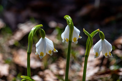 Close-up of white flowering plant