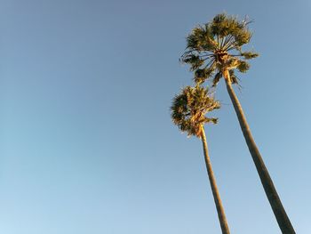 Low angle view of palm tree against clear blue sky