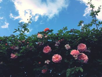 Low angle view of flowers blooming against sky