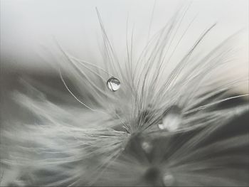 Close-up of flower against water