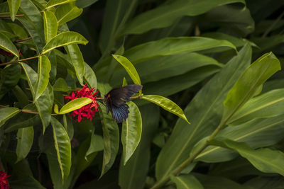 Close-up of butterfly on plant