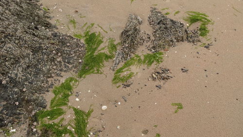High angle view of beach