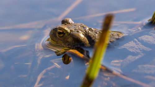 Close-up of frog swimming in lake